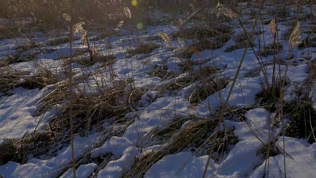 芦苇(芦苇属)在冬天有雪。拉脱维亚的早春。视频素材