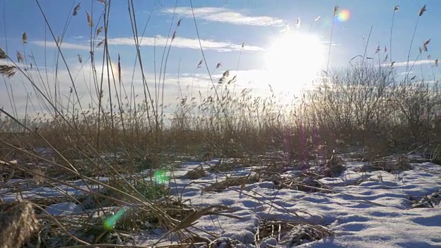 芦苇(芦苇属)在冬天有雪。拉脱维亚的早春。视频素材