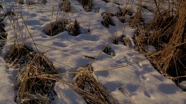 芦苇(芦苇属)在冬天有雪。拉脱维亚的早春。视频素材