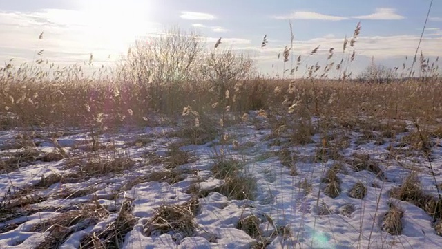 芦苇(芦苇属)在冬天有雪。拉脱维亚的早春。视频素材