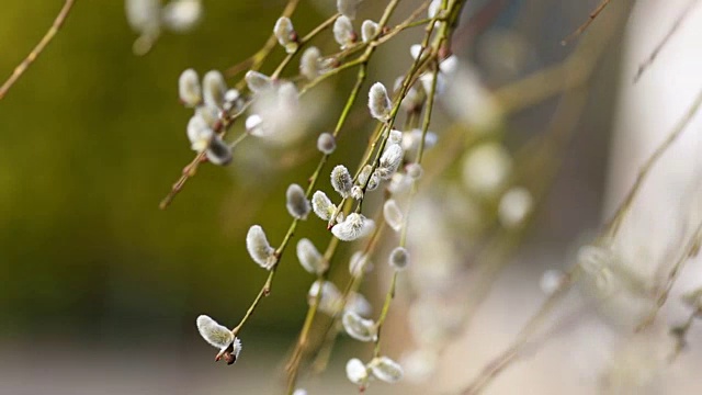 春花雪花莲番红花视频下载