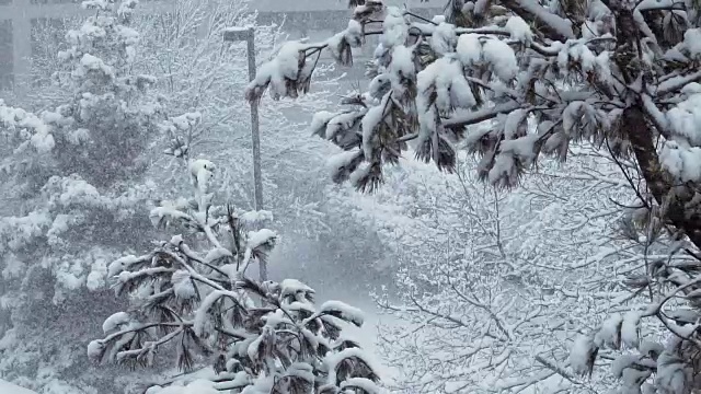 暴风雪覆盖树木的慢动作视频素材