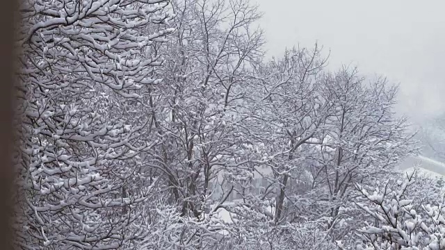 暴风雪在森林树木顶端的慢镜头视频素材