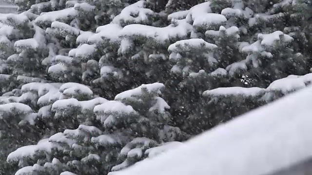 大雪在常青树上缓缓移动视频素材