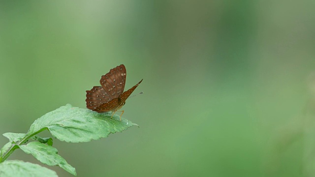 蝴蝶在叶子上休息视频素材