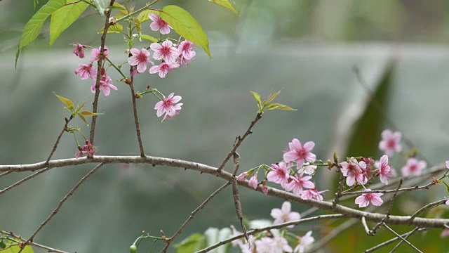 野喜玛拉雅樱桃和风摇动视频素材