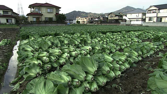 广岛，日本广岛视频素材