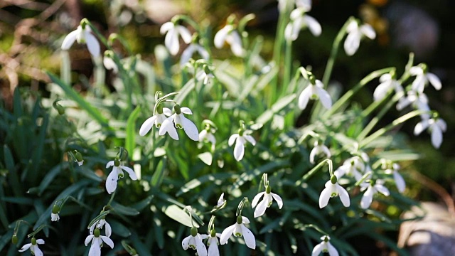 春花雪花莲番红花视频素材