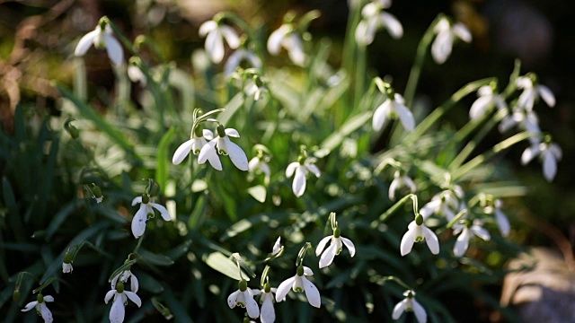 春花雪花莲番红花视频素材