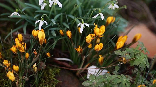 春花雪花莲番红花视频素材