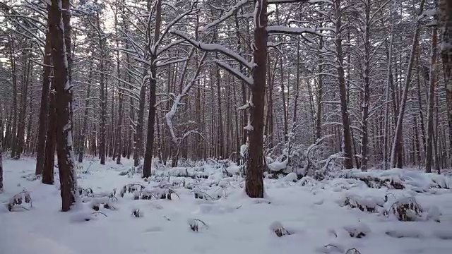 冬季松林与雪堆素材视频视频素材