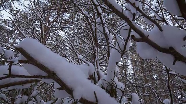 冬季松林与雪堆素材视频视频素材