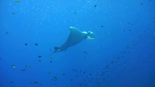 濒临灭绝的蝠鲼(Manta birostris)游过清洁站。在世界自然保护联盟的红色名单中，这些优雅的动物正在成为野外罕见的景象。视频素材