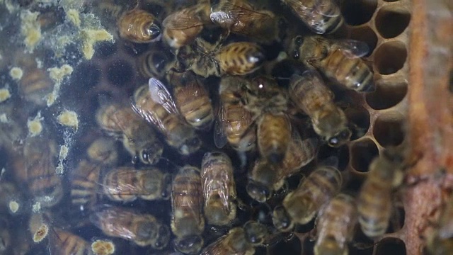 蜂巢里有许多蜜蜂视频素材