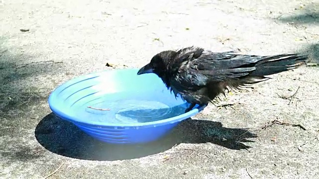 鸟，年轻，乌鸦(Corvus Corone)水浴洗。黑乌鸦。视频下载