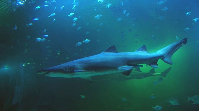 鲨鱼和鱼在大型水族馆里活动。视频素材