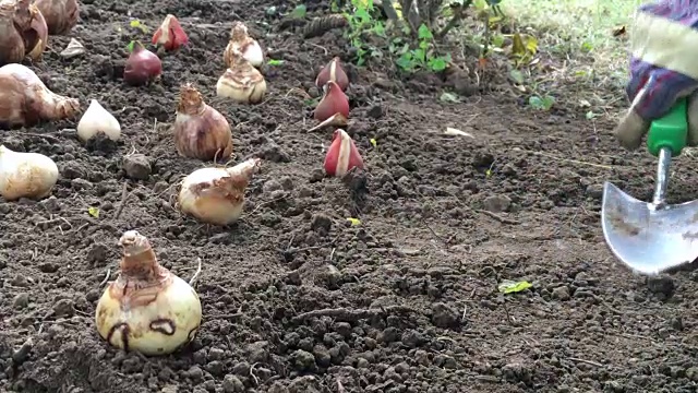 让一个戴着手套的孩子种植和覆盖鳞茎植物视频素材