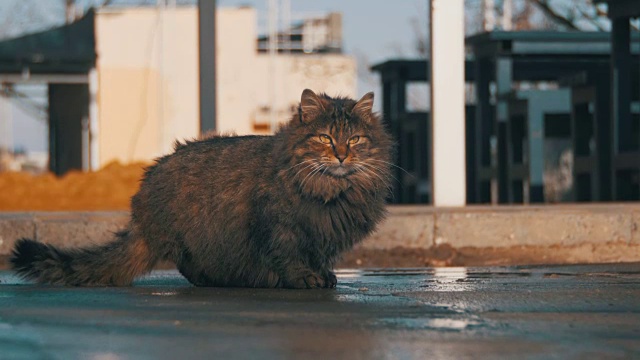 无家可归的灰猫在街上吃早春的食物视频素材