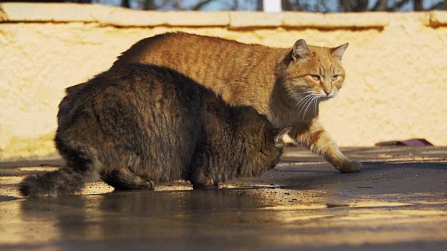 早春，流浪猫在街上吃面包视频素材