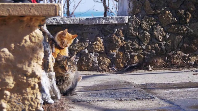 早春，流浪猫在街上吃东西视频素材