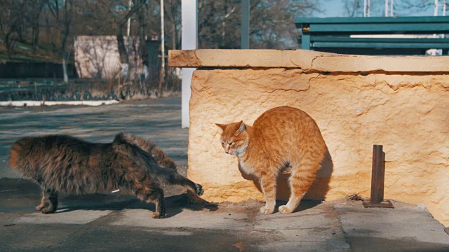 早春街上两只灰色和红色的流浪猫视频素材