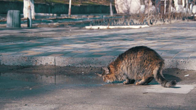 初春的时候，灰猫在街上的水坑里喝水视频素材