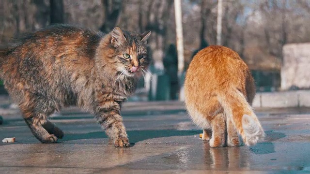 早春，流浪猫在街上吃面包视频素材