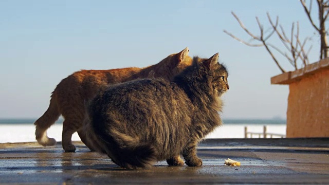 早春，流浪猫在街上吃东西视频素材