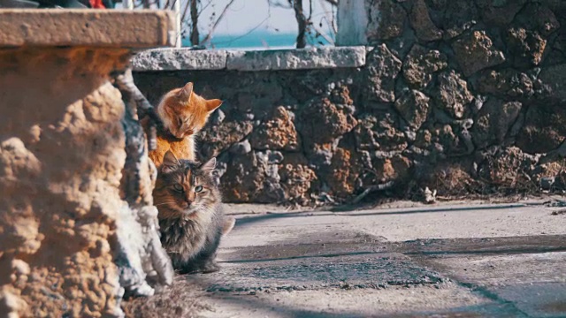 早春，流浪猫在街上吃东西视频素材