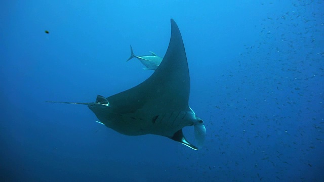 濒临灭绝的蝠鲼(Manta birostris)游过清洁站。在世界自然保护联盟的红色名单中，这些优雅的动物正在成为野外罕见的景象。视频素材