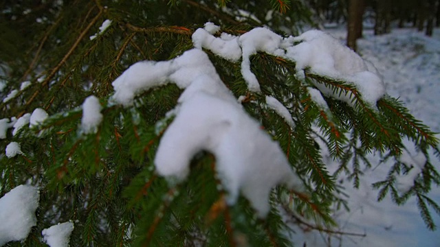 雪在绿色的云杉枝上视频素材