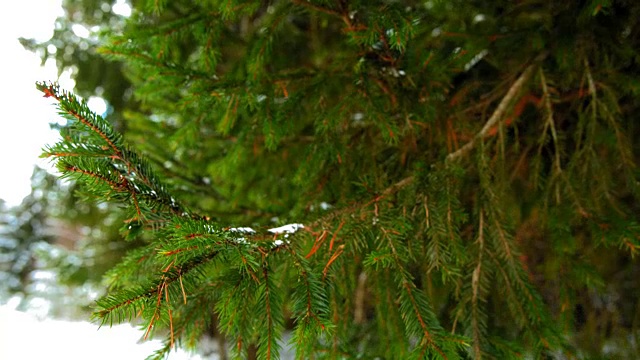 雪在绿色的云杉枝上视频素材