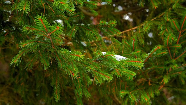 雪在绿色的云杉枝上视频素材