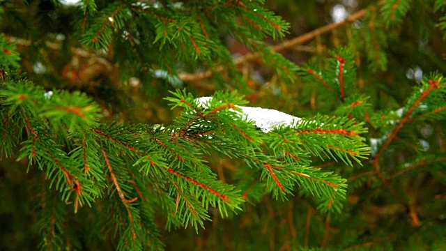 雪在绿色的云杉枝上视频素材