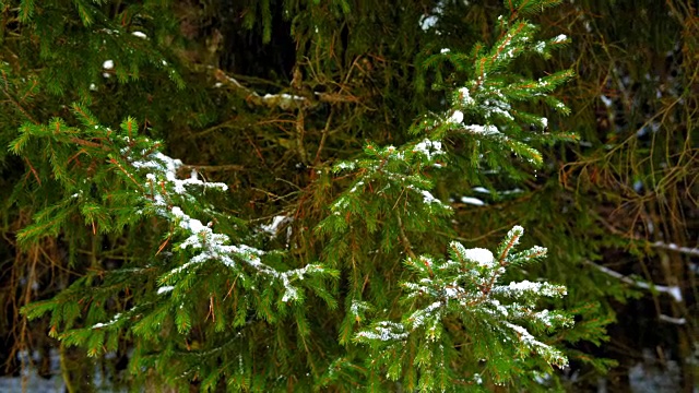 雪在绿色的云杉枝上视频素材