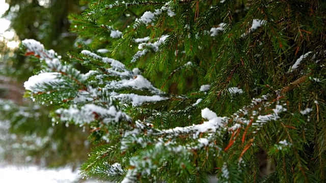 雪在绿色的云杉枝上视频素材