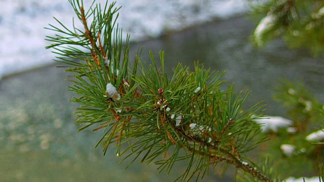 雪在绿色的云杉枝上视频素材