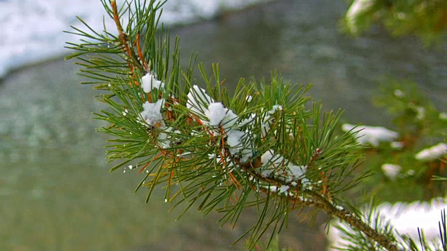 雪在绿色的云杉枝上视频素材