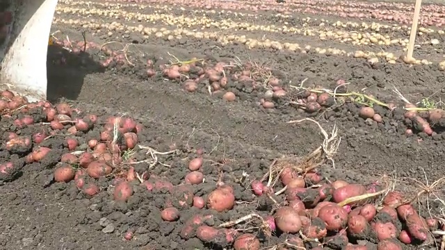 用机器收获土豆视频素材