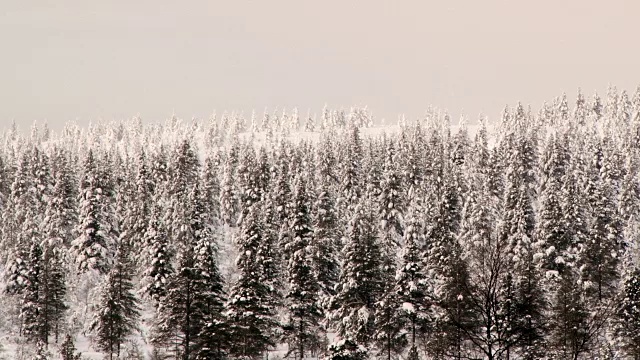 看到白雪覆盖的森林。视频素材