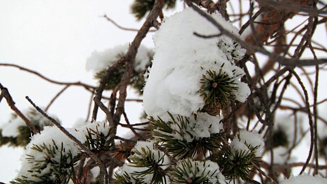 翠绿的松树树枝上覆盖着白雪。视频素材