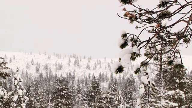 看那松树枝头覆盖着皑皑白雪的森林。视频素材