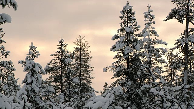 观赏北极日落时覆盖着白雪的森林。视频素材