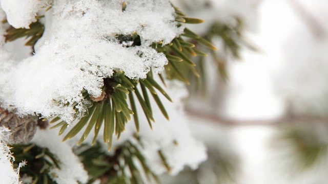 翠绿的松树树枝上覆盖着白雪。视频素材