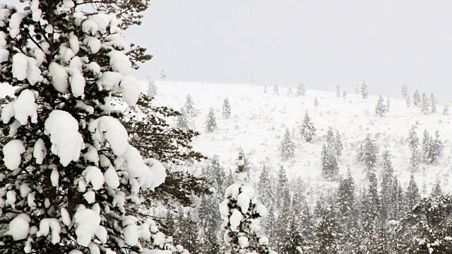 观赏北极日落时覆盖着白雪的森林。视频素材