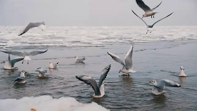 一群海鸥在冰雪覆盖的海洋中潜水觅食。慢动作视频素材