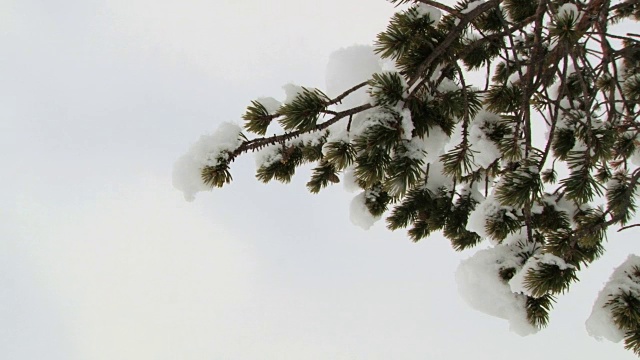 翠绿的松树树枝上覆盖着白雪。视频素材