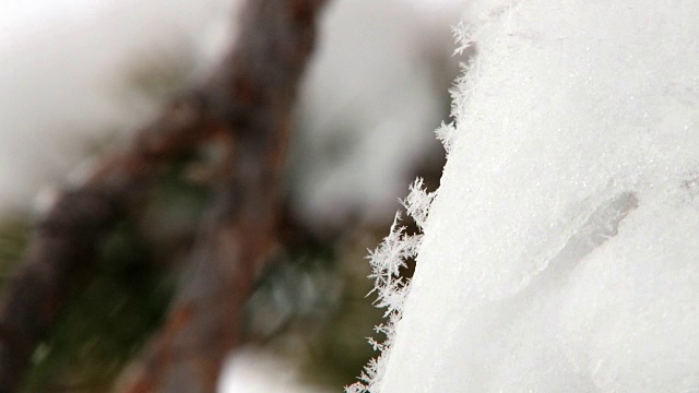 看雪花在松树的树枝上覆盖着雪。视频素材