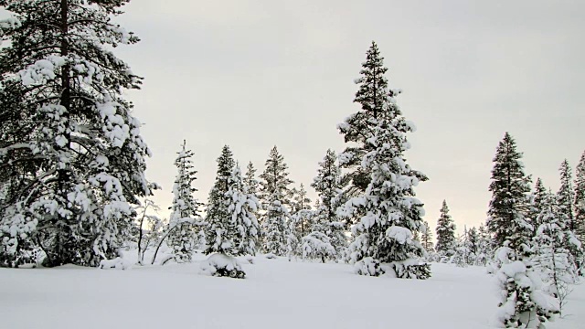 观赏北极日落时覆盖着白雪的森林。视频素材