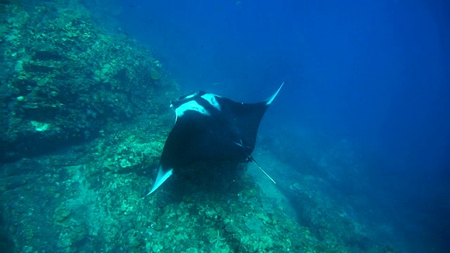 濒临灭绝的蝠鲼(Manta birostris)游过清洁站。在世界自然保护联盟的红色名单中，这些优雅的动物正在成为野外罕见的景象。视频素材